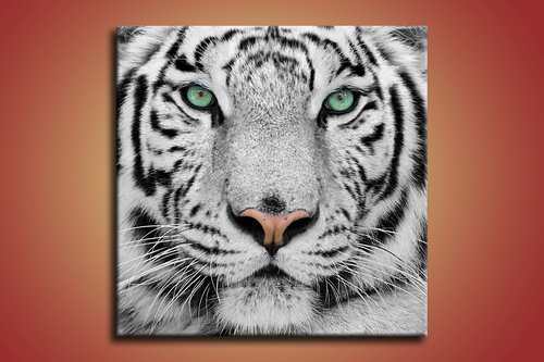 obraz na stenu biely tiger - 1