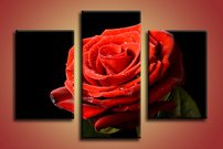 Červená ruža - KV 0005