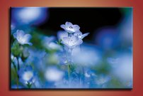 Modré kvety - KV 0133