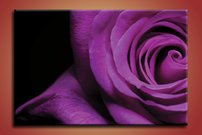 Fialová ruža - KV 0145