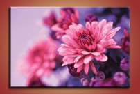 Ružový kvet - KV 0174
