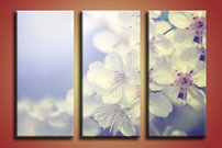 Biele kvety - KV 0178