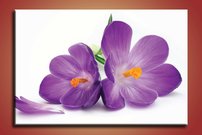Fialové kvety - KV 0194