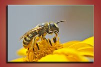 Včela - ZR 0049