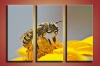 Včela - ZR 0049