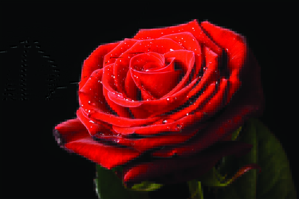 Tapeta Červená ruža - KV 0005