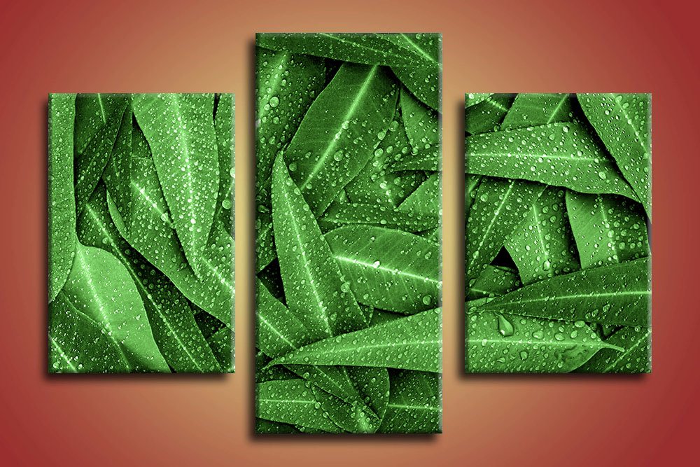 obraz zeleny eukalyptus 3-dielny na stene