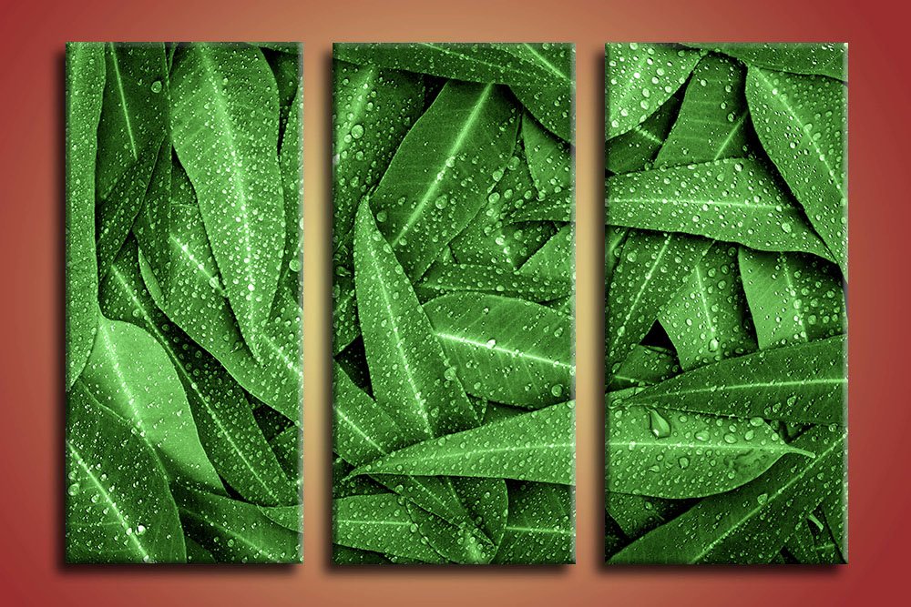 obraz zeleny eukalyptus 3-dielny na stene 2