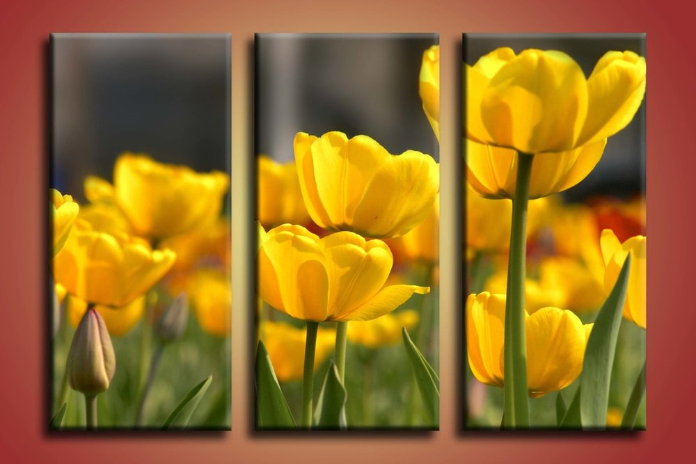 Žlté tulipány - KV 0001