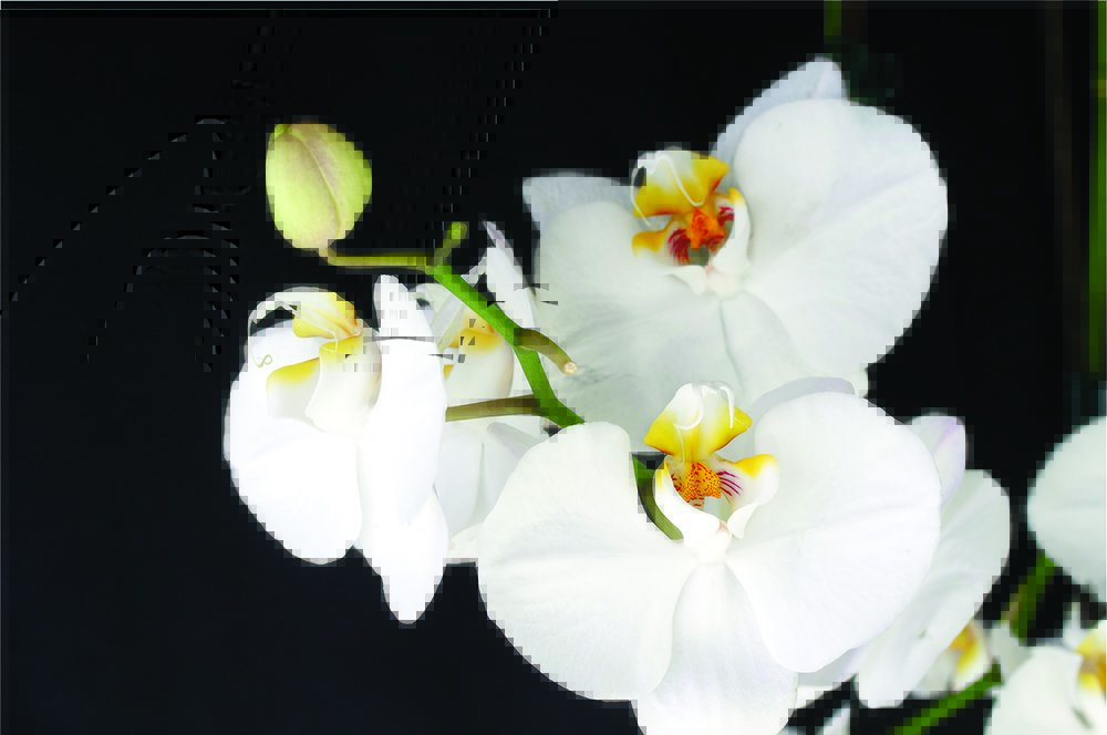 Tapeta Orchidea - KV 0016
