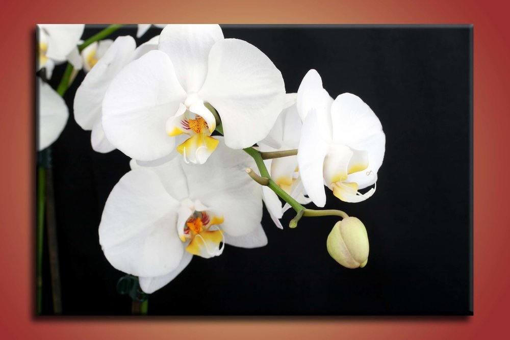 Orchidea - KV 0016