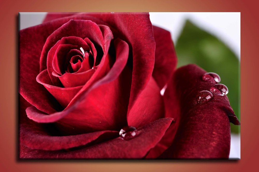 Červená ruža - KV 0020