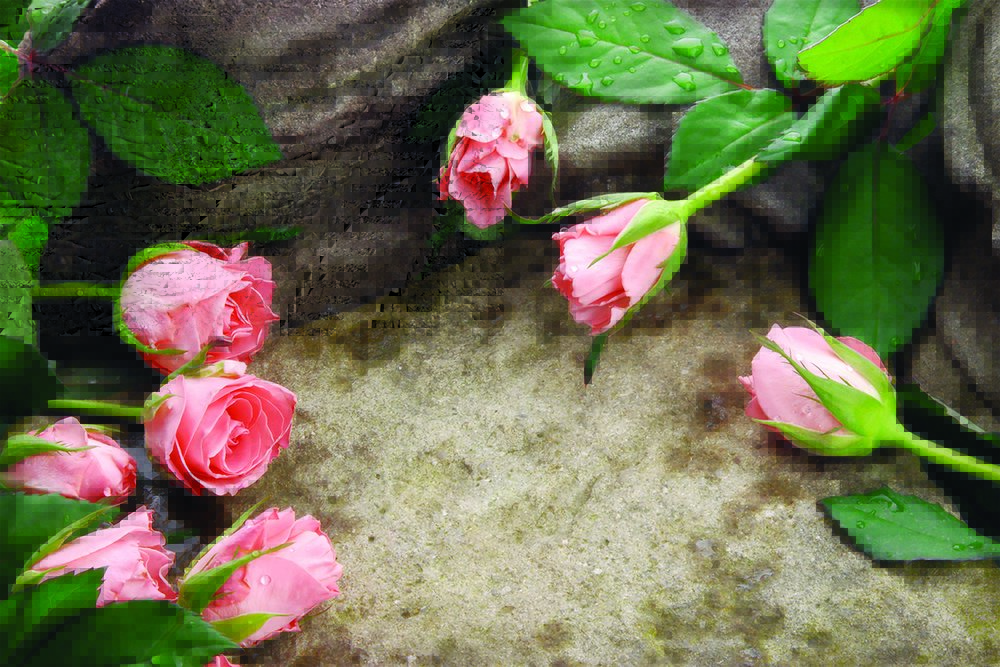 Tapeta Ružové ruže - KV 0021