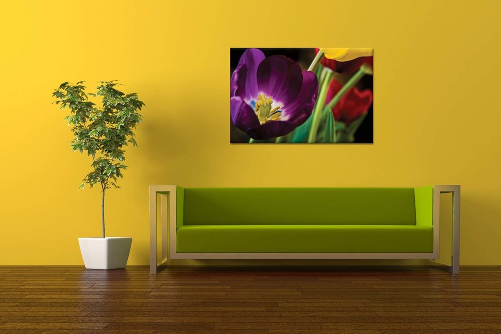 obraz na stenu tulipany KV 6