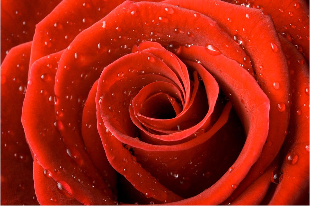 Tapeta Červená ruža - KV 0004