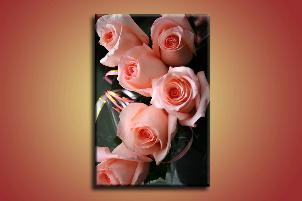 Ružové ruže - KV 0006