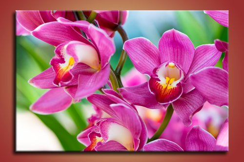 obraz thajske orchidey na stene