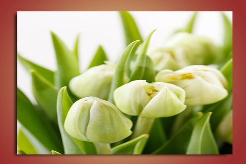 Obraz na stenu kvety tulipány tit. strrana