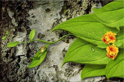 Tapeta Žabka - AN 0012