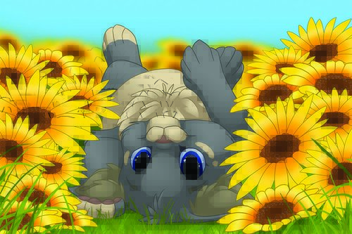 Tapeta Mačiatko - AN 0034