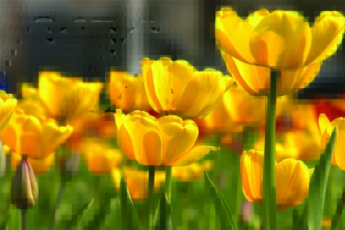 Tapeta Žlté tulipány - KV 0001