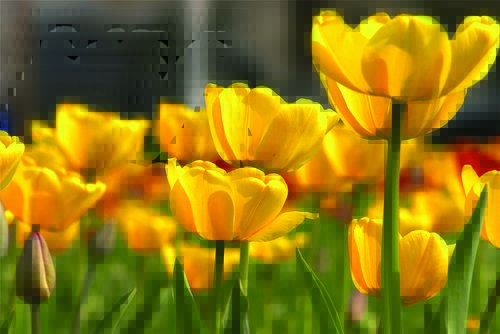 Tapeta Žlté tulipány - KV 0001