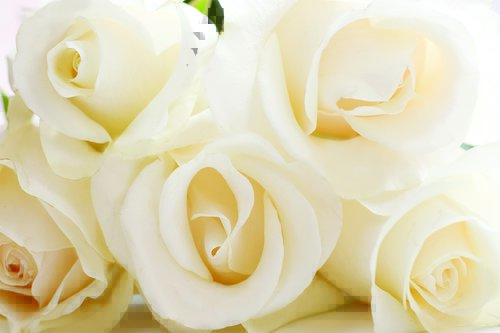 Tapeta Biele ruže- KV 0015