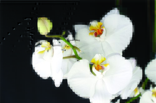 Tapeta Orchidea - KV 0016