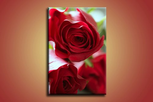 Červené ruže - KV 0032