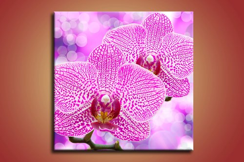 Orchidea - KV 0041