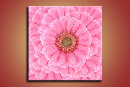 Ružový kvet - KV 0082