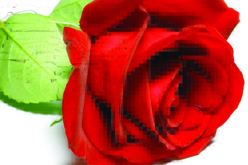 Tapeta Červená ruža - KV 0084