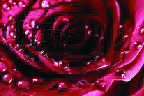Tapeta Červená ruža-KV 0110 - červená ruža