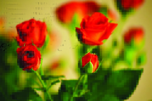 Tapeta Červené ruže - KV 0112