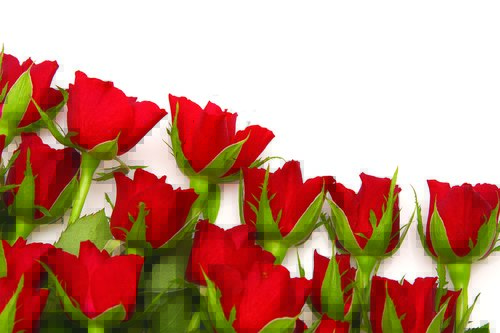 Tapeta Červené ruže - KV 0114