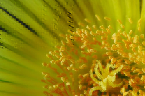 Tapeta Žltý kvet - KV 0115