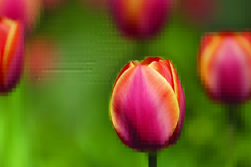 Tapeta Tulipán - KV 0121