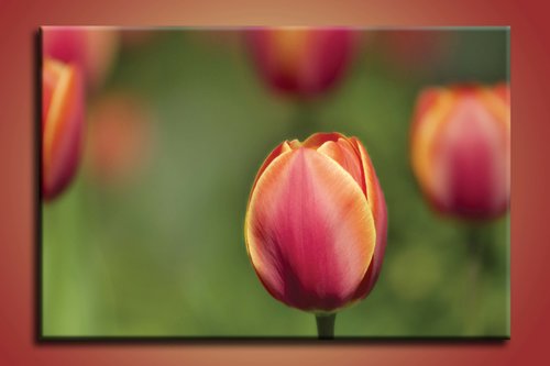 obraz na stenu tulipan KV 1