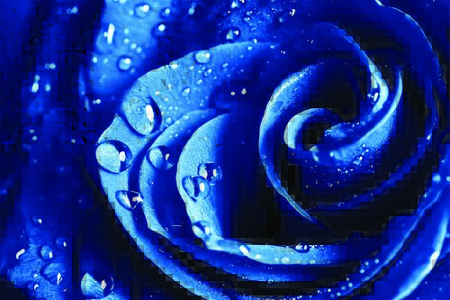 Tapeta Modrá ruža - KV 0124