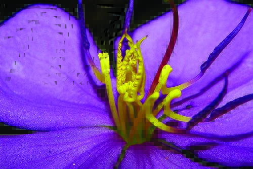 Tapeta Purpurový kvet - KV 0134