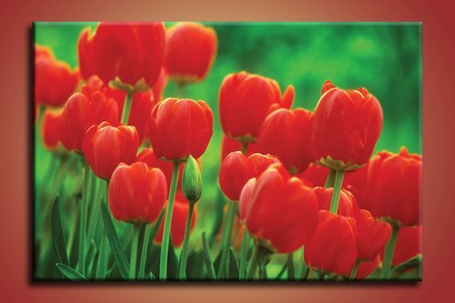 obraz na stenu tulipany KV 1