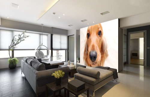 Tapeta ZR 0142 - Psík