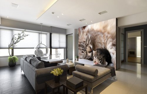 Tapeta ZR 0144 - Mačičky