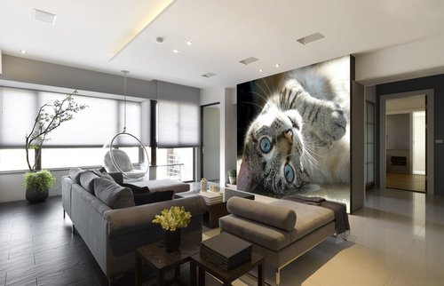 Tapeta ZR 0146 - Kocúr