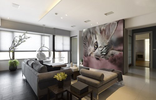 Tapeta ZR 0149 - Mačka