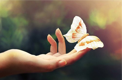 Tapeta Motýľ - OD 0059