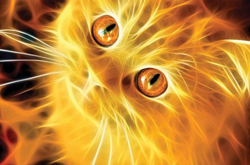 Tapeta Mačka - SF 0051