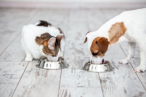 fototapeta na stenu pes a macka jedia jedlo 3