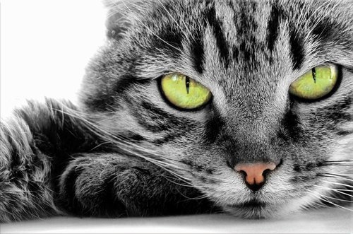 Tapeta Mačka - ZR 0002