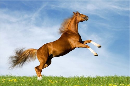 Tapeta ZR 0008 - Hnedý kôň